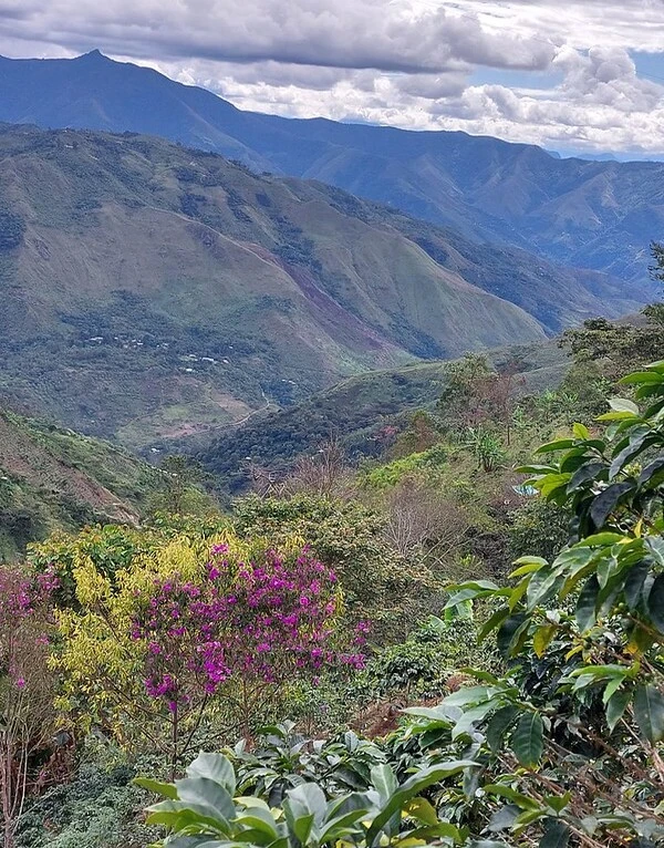 Palma Central Pérou